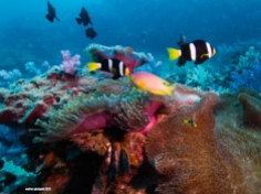 Similan Islands. Credit: underwater guy