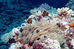 New Caledonia. Credit: Khaled bin Sultan Living Oceans Foundation