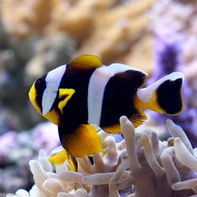 Aquarium (Kenya). Credit: unknown
