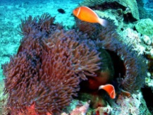 Fiji. Credit: Harry's Dive Shop
