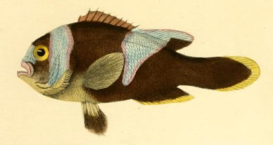 Holotype, New Guinea. From Cuvier & Valenciennes 1830
