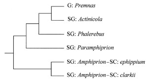 allen amphiprion phylogeny